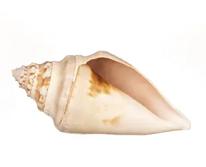Conch Prints: Seashell Print on White Background