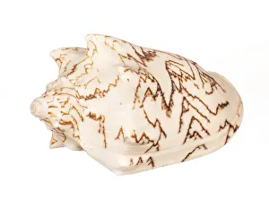 Isolated Seashell Prints: Seashell isolated on white background