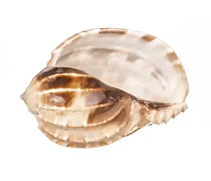 Conch Prints: Seashell Print on White Background
