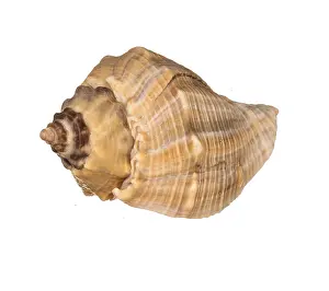 Conch Prints: Seashell Print on White Background