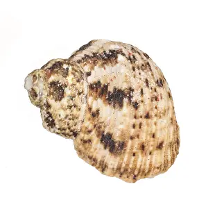 Conch Prints: Seashell Print on White Background