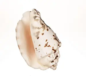 Conch Prints: Seashell Print on White Background
