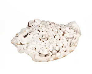 Conch Prints: Seashell Print on White Background