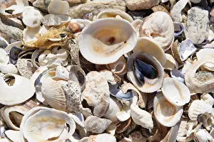 Namibian National Park Prints: Seashells at Diaz Point in the Diamantkueste