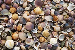 Bivalve Shells Prints: Seashells and pebbles