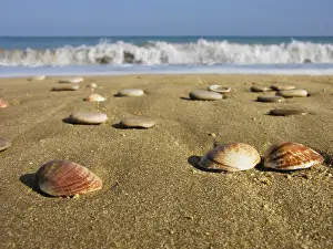 Coastal Landscape Prints: Seashells in the sand
