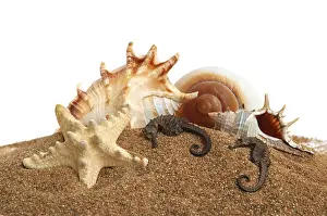 Mussel Prints: Seashell Print on Sandy Background