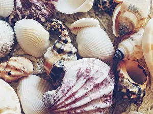 Uninhabited Beach Scenery Prints: Seashells as summer coastal background