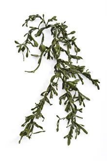 Aquatic Macrophyte Prints: Seaweed