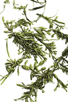 Aquatic Plants Prints: Seaweed