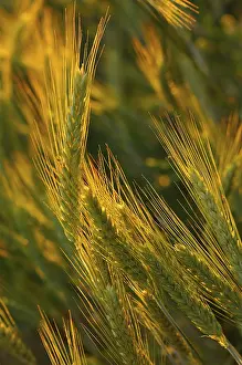 Poales Plant Prints: Secale cereale