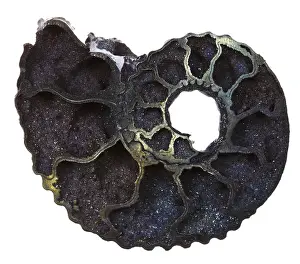 Marine Animal Fossils Prints: Section of a fossil ammonite shell against a white background