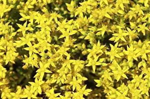 Botanical Garden Flowers Prints: Sedum