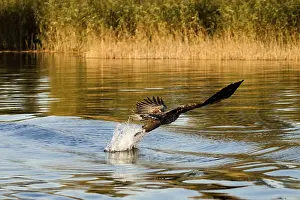 Uninhabited Coast Prints: Seeadler