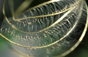 Close Up Nature Images Prints: Seed capsule embedded