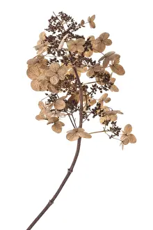 Seed Stand Photography Prints: Seed head of a panicle hydrangea (Hydrangea paniculata) on a white background