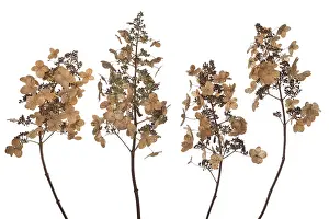 Hydrangeaceae Family Prints: Seed head of a panicle hydrangea (Hydrangea paniculata) on a white background