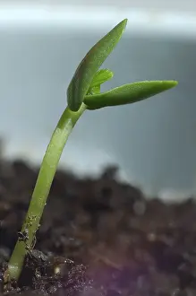 Close Up Plant Life Prints: Seedling