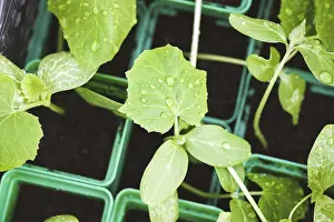 Deserted Garden Vegetables Prints: Seedlings of organic vegetables in pots