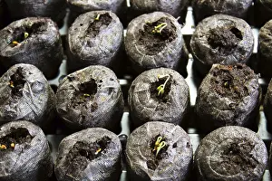 Biological Cultivation Methods Prints: Seedlings sprouting in starter pods
