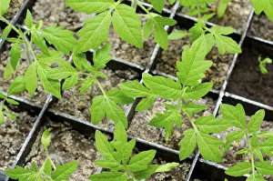 Deserted Garden View Prints: Seedlings of tomato in boxes, at a window