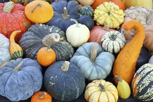 Pumpkin Nutrition Facts Prints: Selection of different varieties of pumpkin