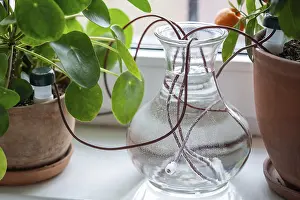 Indoor Leafy Plant Care Prints: Self watering system