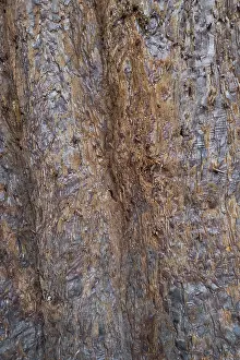 Tree Trunk Texture Prints: Sequoia bark (Sequoioideae), tree bark