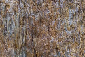 Tree Trunk Patterns Prints: Sequoia bark (Sequoioideae), tree bark