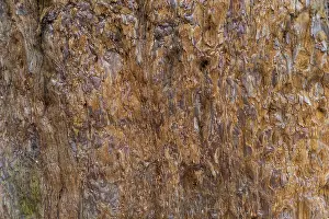 Tree Trunk Texture Prints: Sequoia bark (Sequoioideae), tree bark