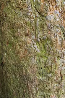 Tree Trunk Texture Prints: Sequoia bark (Sequoioideae), tree bark
