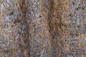 Tree Trunk Texture Prints: Sequoia bark (Sequoioideae), tree bark