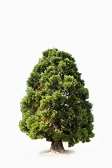 Pinales Plant Species Prints: Sequoia (Sequoioideae)
