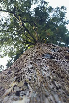 Northern German Forests Prints: Sequoia (Sequoioideae), tree trunk