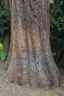 Sequoia Tree Trunk Prints: Sequoia (Sequoioideae), tree trunk