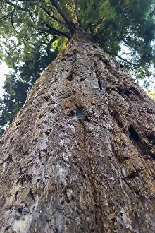 Sequoia Tree Trunk Prints: Sequoia (Sequoioideae), tree trunk