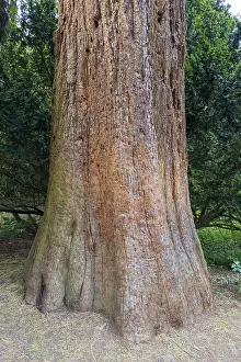 Sequoia Tree Trunk Prints: Sequoia (Sequoioideae), tree trunk