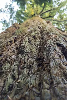 Sequoia Tree Trunk Prints: Sequoia (Sequoioideae), tree trunk