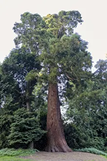 Sequoia Tree Trunk Prints: Sequoia (Sequoioideae), tree trunk