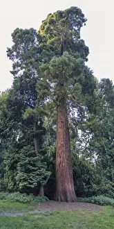 Sequoia Tree Trunk Prints: Sequoia (Sequoioideae), tree trunk