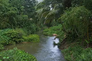 Southeast Asia Nature Scene Prints: A serene stream flows through lush