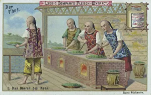 Historical Agricultural Scene Prints: Series The Tea, the Drying of Tea