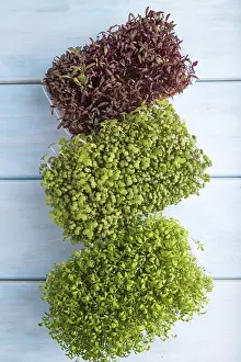 Amaranth Sprouts Prints: Set of boxes with microgreen sprouts of amaranth