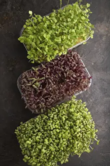 Leafy Vegetables Prints: Set of boxes with microgreen sprouts of amaranth