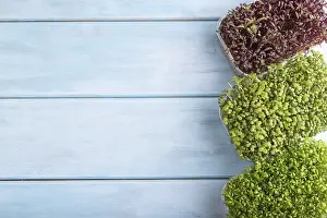 Amaranth Sprouts Prints: Set of boxes with microgreen sprouts of amaranth