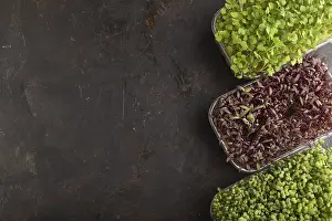 Healthy Salad Ingredients Prints: Set of boxes with microgreen sprouts of amaranth