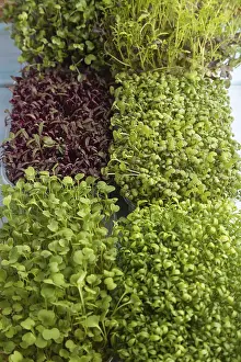 Amaranth Sprouts Prints: Set of boxes with microgreen sprouts of amaranth