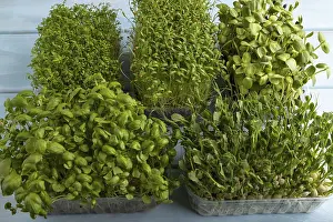 Basil Sprouts Prints: Set of boxes with microgreen sprouts of green basil