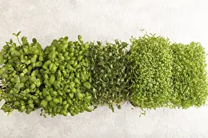 Fresh Produce Prints: Set of boxes with microgreen sprouts of green basil