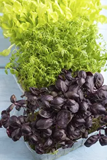 Healthy Meal Nutrition Prints: Set of boxes with microgreen sprouts of marigold